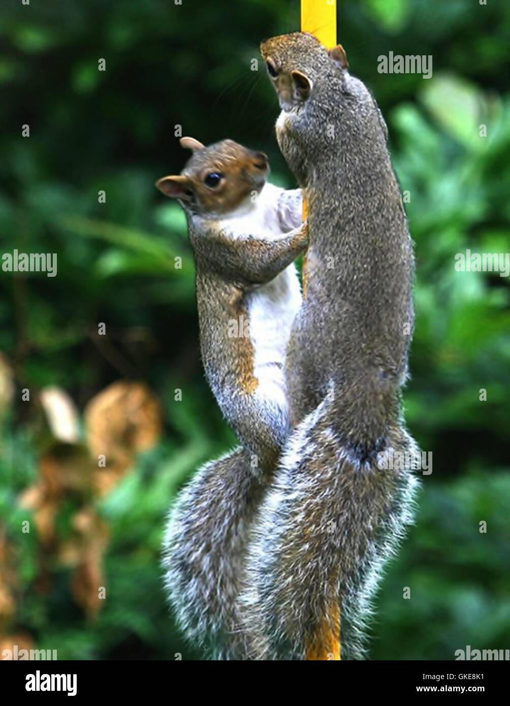 squirrels climbing climbing pole Stock Photo Alamy
