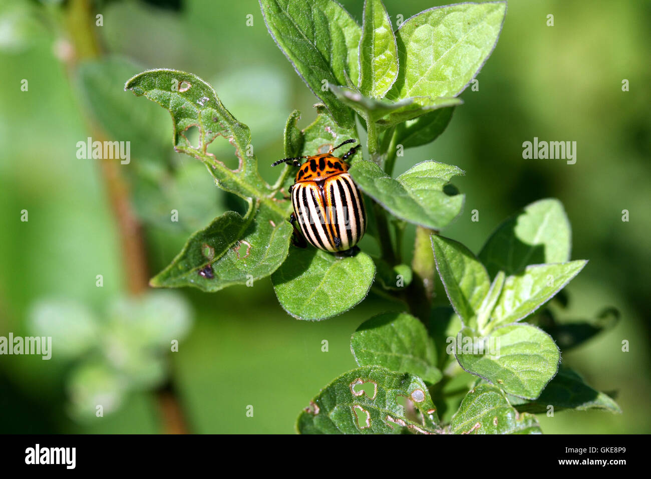 Colorado Potato Beetle Stock Photo Alamy