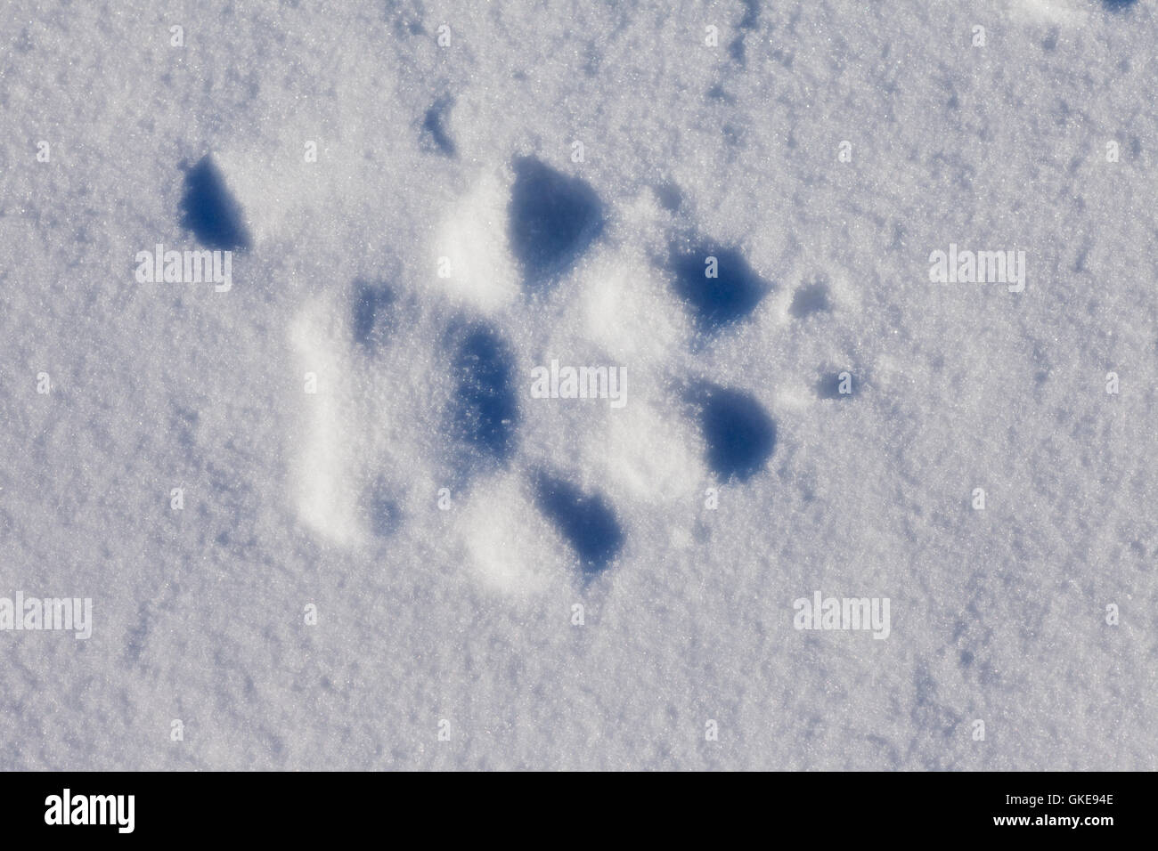 Coyote tracks in snow hires stock photography and images Alamy
