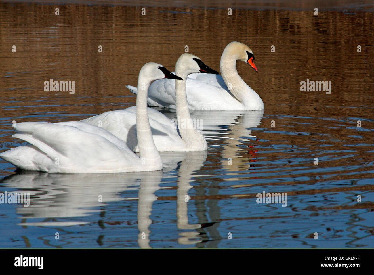 Swan Trumpeter & Mute Swan Stock Photo Alamy