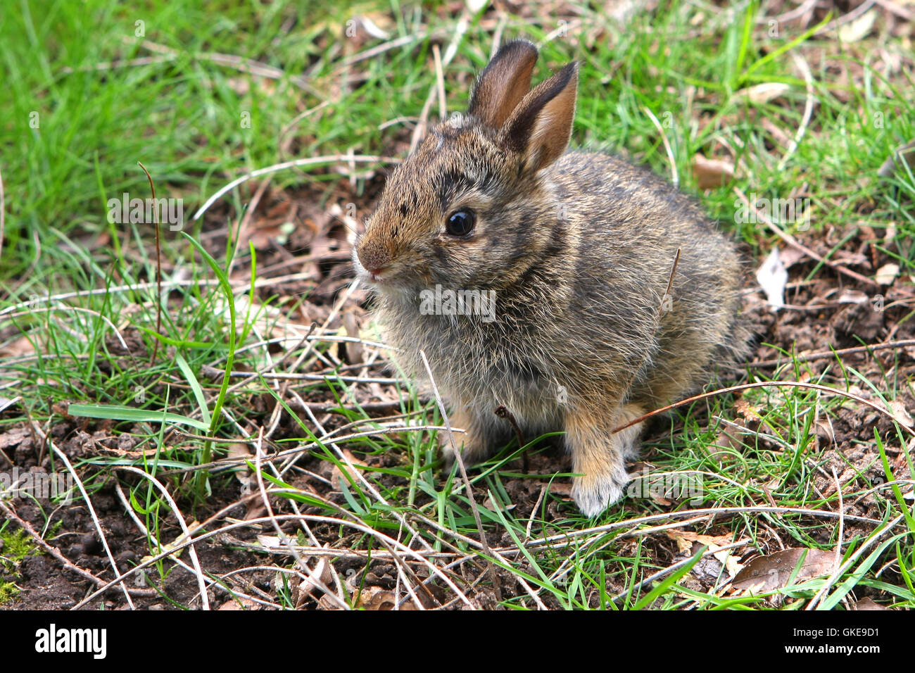 Cottontail Rabbit Sylvilagus Young Baby Stock Photo - Alamy