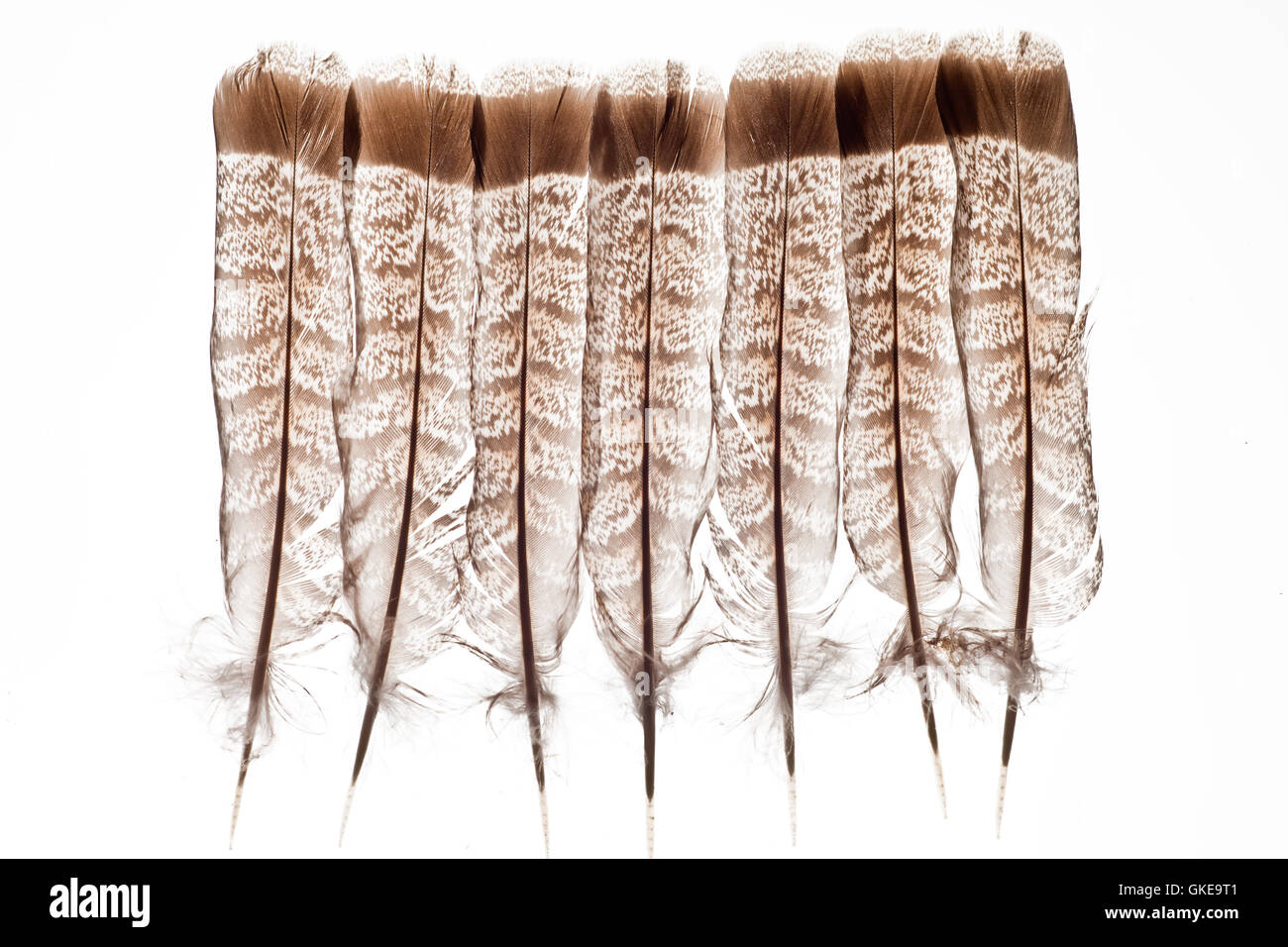 Ruffed up feathers hi-res stock photography and images - Alamy