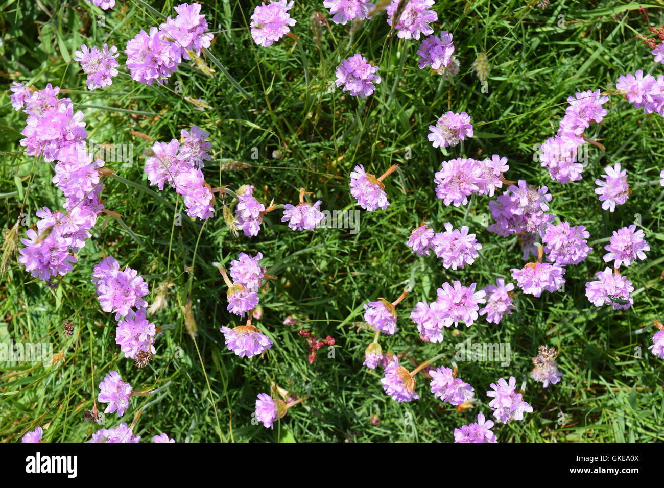 Purple Flowers in a Field Stock Photo - Alamy