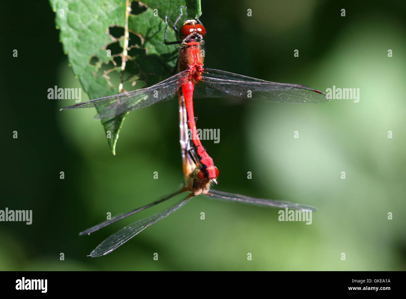 Ruby Meadowhawk Dragonfly Stock Photo
