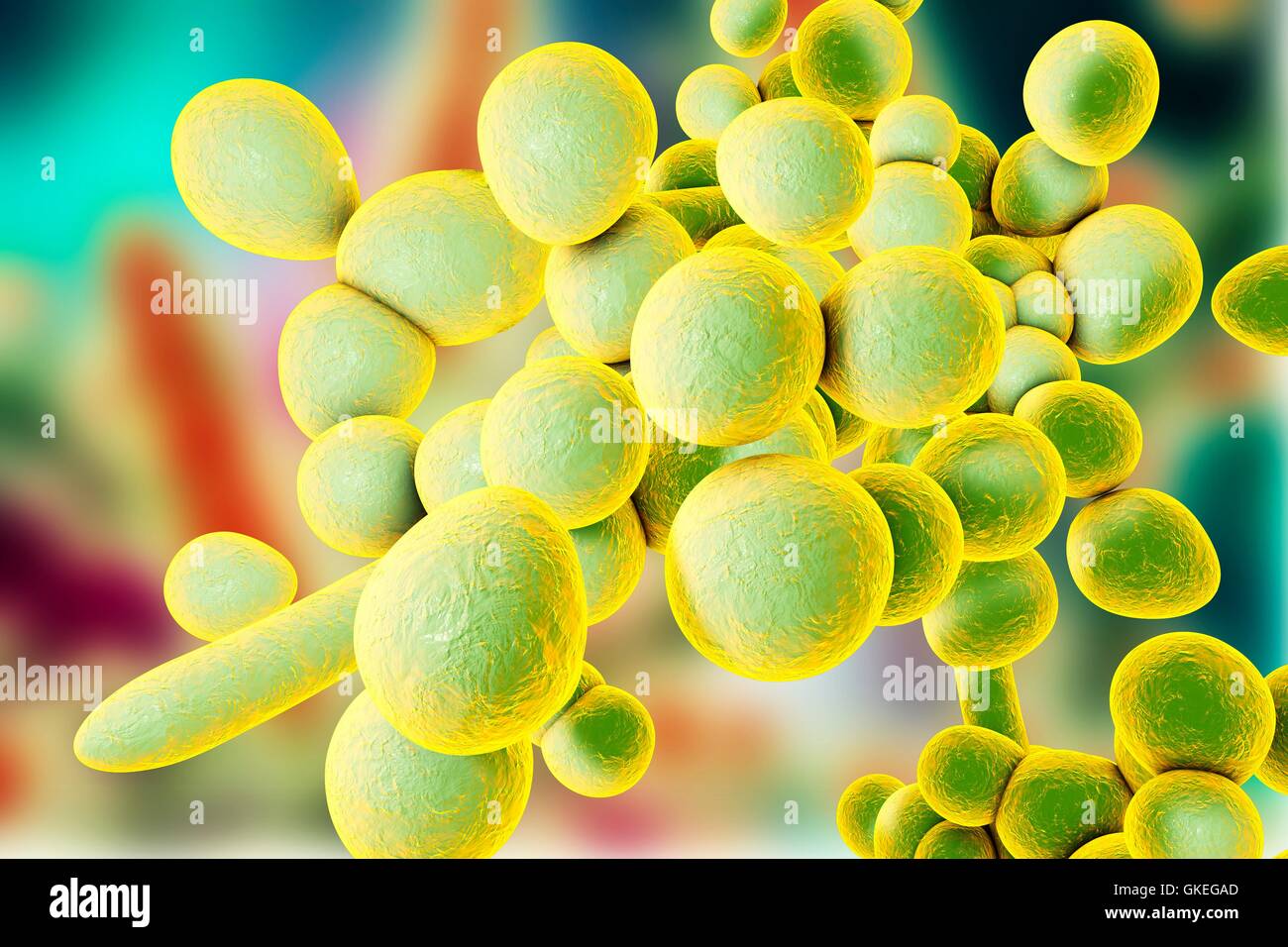 Computer illustration of the unicellular fungus (yeast) Candida auris