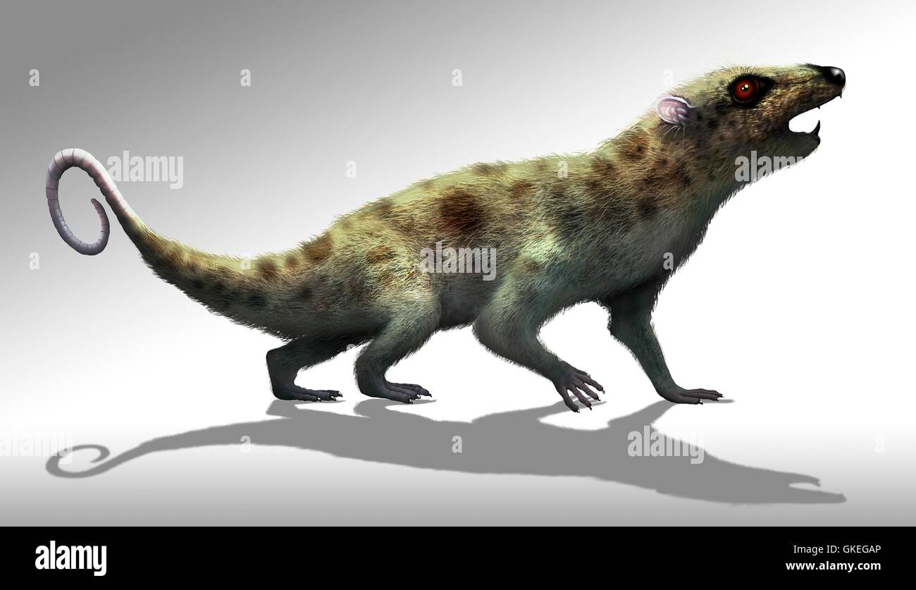 Cutout artwork of an early rat-like mammal, called Ptilodus. Ptilodus was one of the animals that took the place of the dinosaurs once they had become extinct. It was about 30 to 50 cm long Stock Photo
