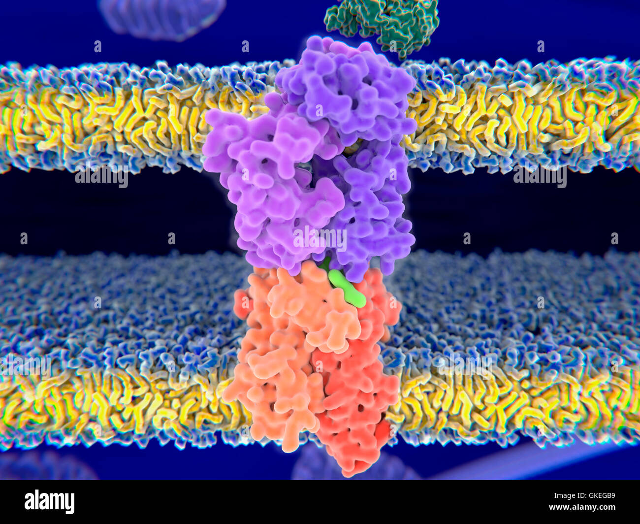 Computer illustration of a Tcell receptor (purple) binding to an MHC