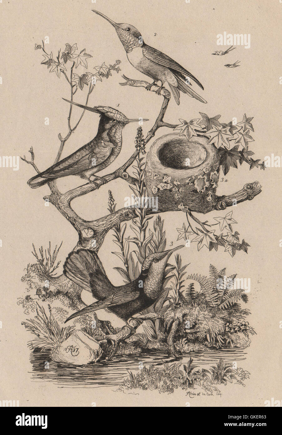 Hummingbirds Ruby Topaz Ruby Throated Delalande Oiseau