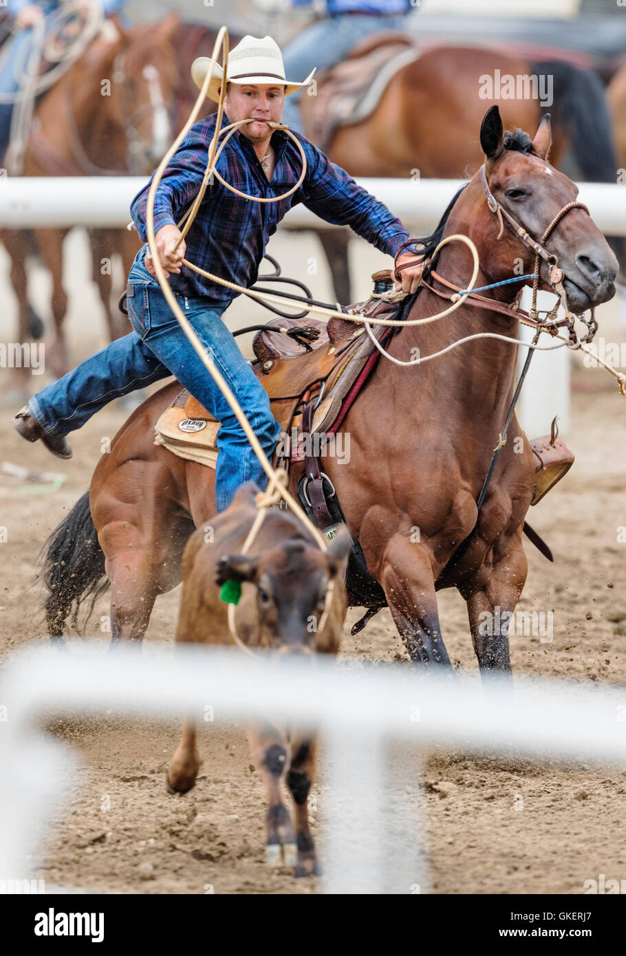 Rodeo cowboy on horseback competing in calf roping, or tie-down roping event, Chaffee County Fair & Rodeo, Salida, Colorado, USA Stock Photo