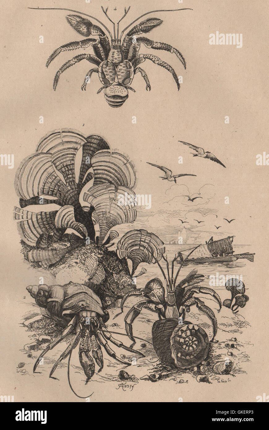 SEASHORE: Padine (Peacock's tail). Pagures (Hermit Crabs), antique print 1834 Stock Photo