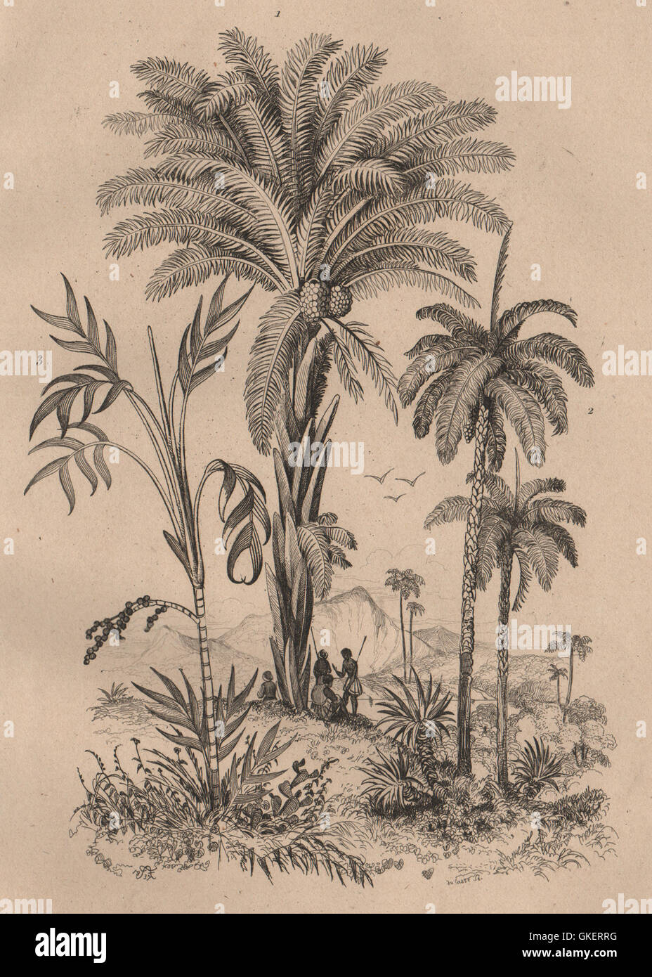 BOTANICAL: Palmiers (Palm trees), antique print 1834 Stock Photo
