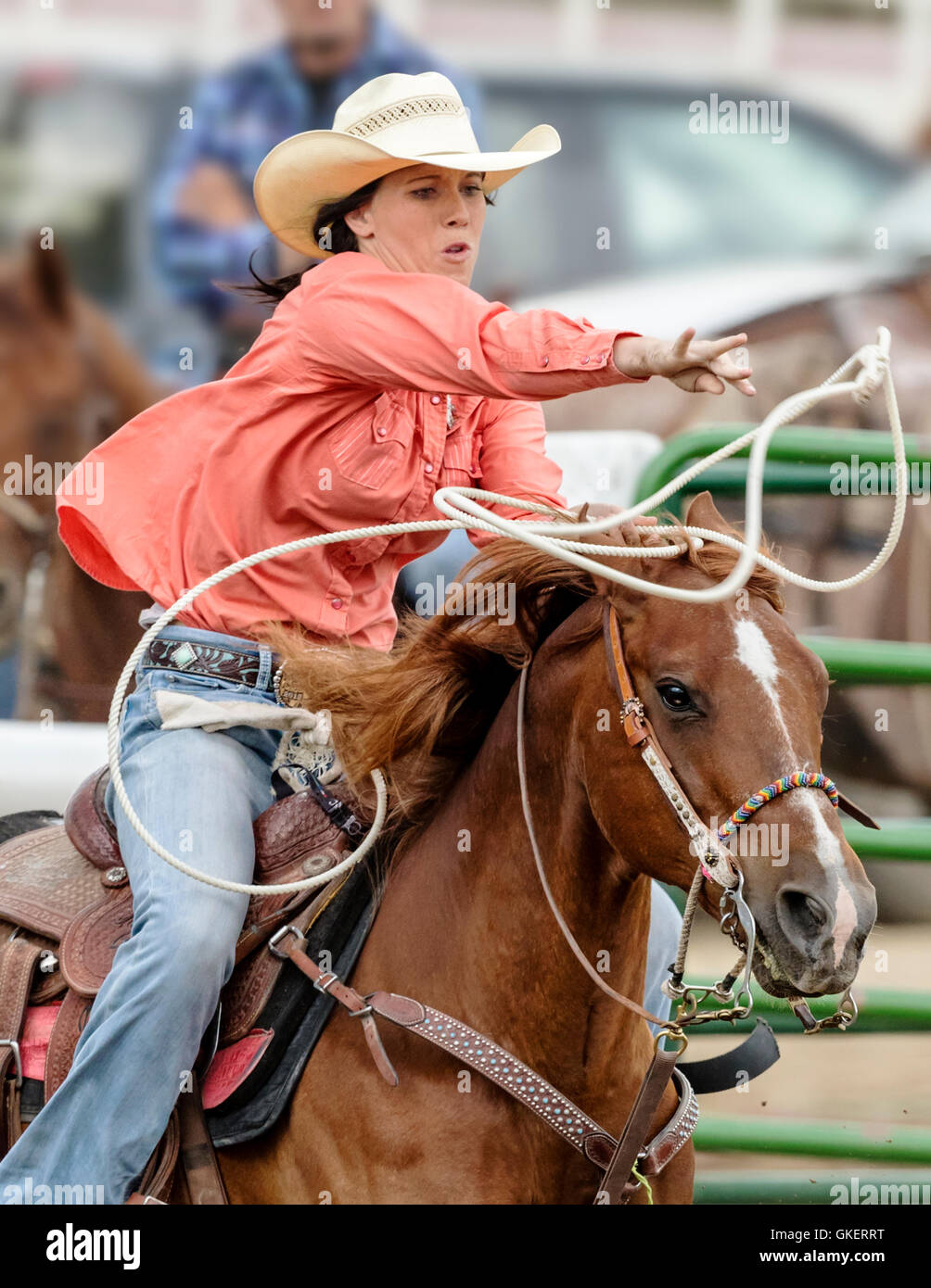 Rodeo cowgirl on horseback competing in calf roping, or tie-down roping ...