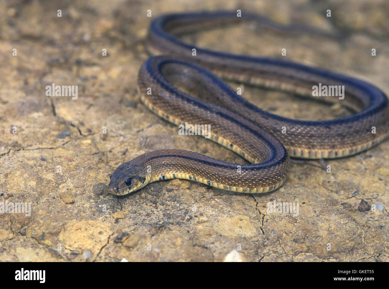Portugal Snake High Resolution Stock Photography and Images Alamy