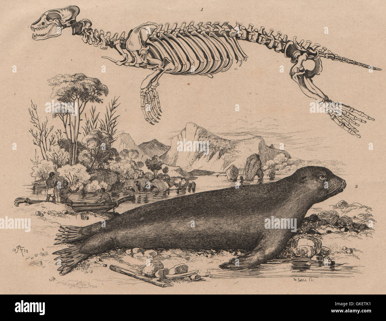 SEALS Phoque commun Seal) /austral Squelette (Skeleton), print