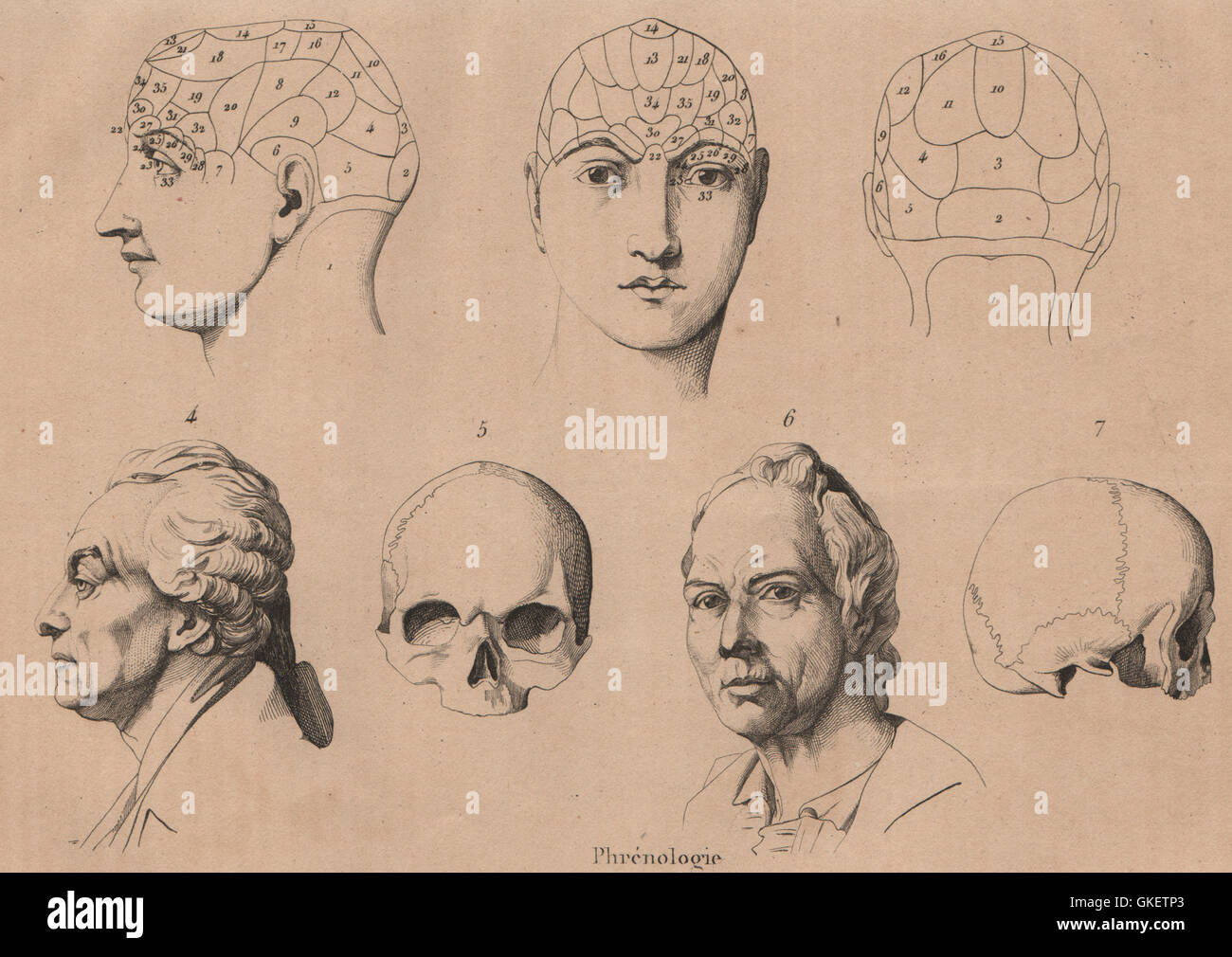 PHRENOLOGY: div. cranium after Gall. Buffon. Descartes. Gluck. Raphaël, 1834 Stock Photo