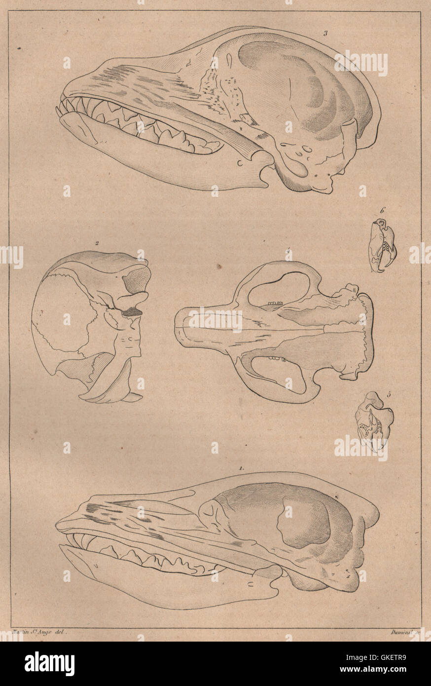PHRENOLOGY. Skulls of mammals, antique print 1834 Stock Photo