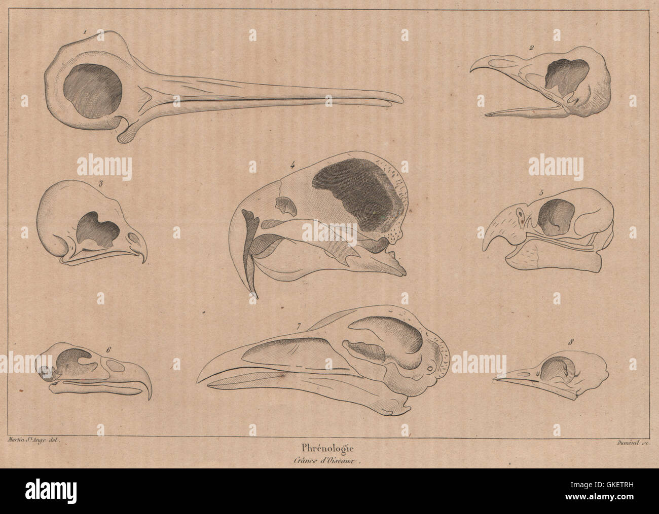 PHRENOLOGY. Skulls of birds, antique print 1834 Stock Photo