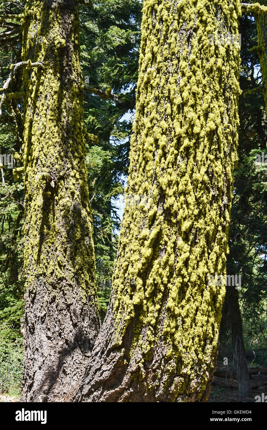 White fir (Abies concolor) in the Sierra Nevada of California covered with the chartreuse, fruiticose bark lichen Letha vulpina Stock Photo