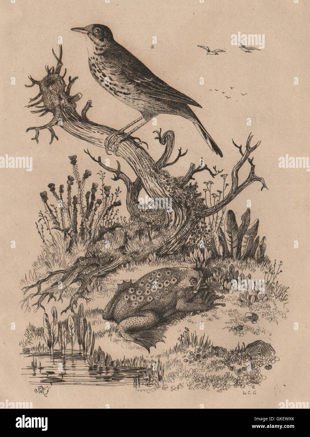 ANIMALS: Pipa (Surinam toad). Pipit bird, antique print 1834 Stock Photo