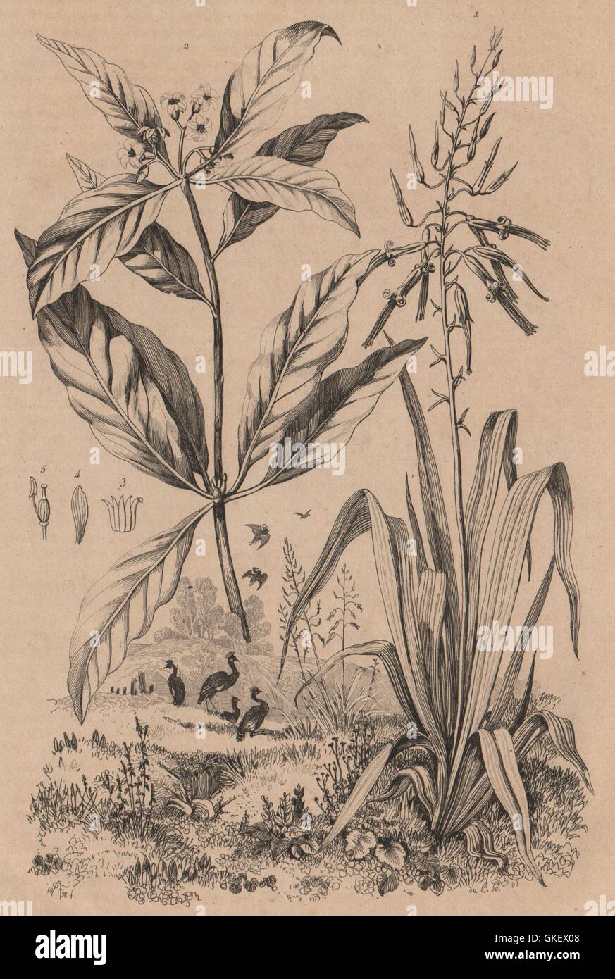PLANTS: Pitcairnia. Pittospore (Pittosporum), antique print 1834 Stock Photo