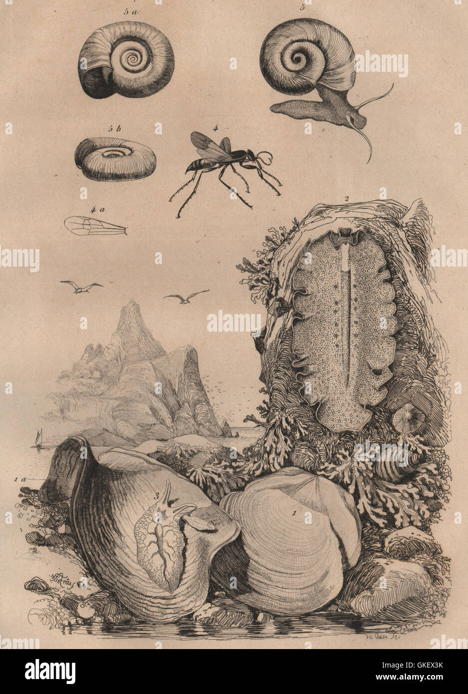 Gravure Ancienne Originale 1839 - Planaires, Mollusques Planorbe, Placune - Science