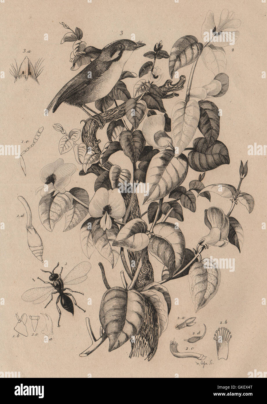 Platygaster robiniae. Platylobium plant. Platyrhinque (Flycatcher), print 1834 Stock Photo