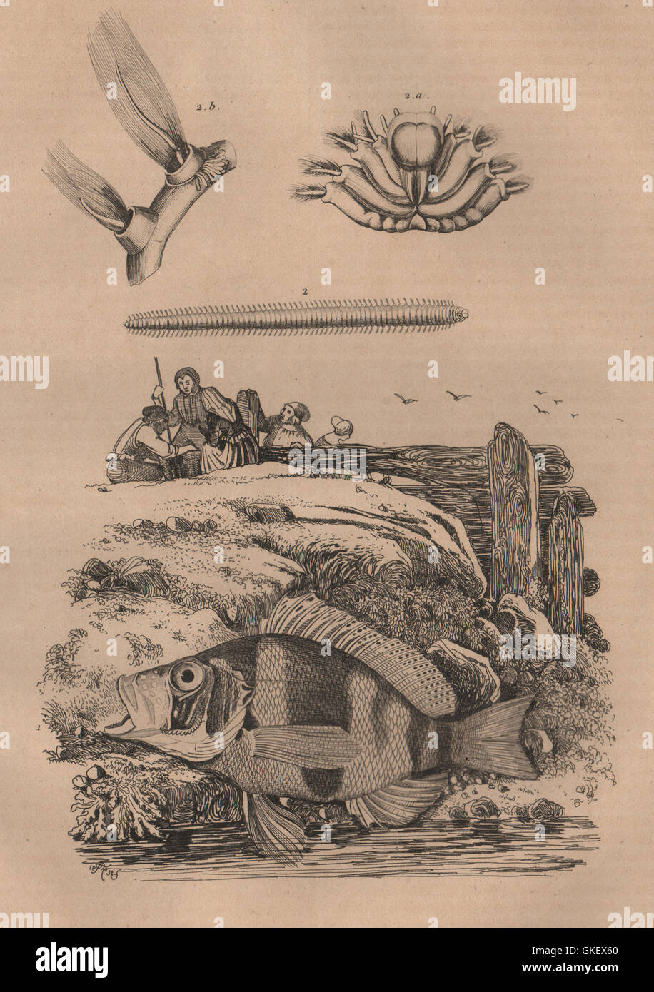 FISH: Plectropomus (Coraltrout). Plèione, antique print 1834 Stock Photo