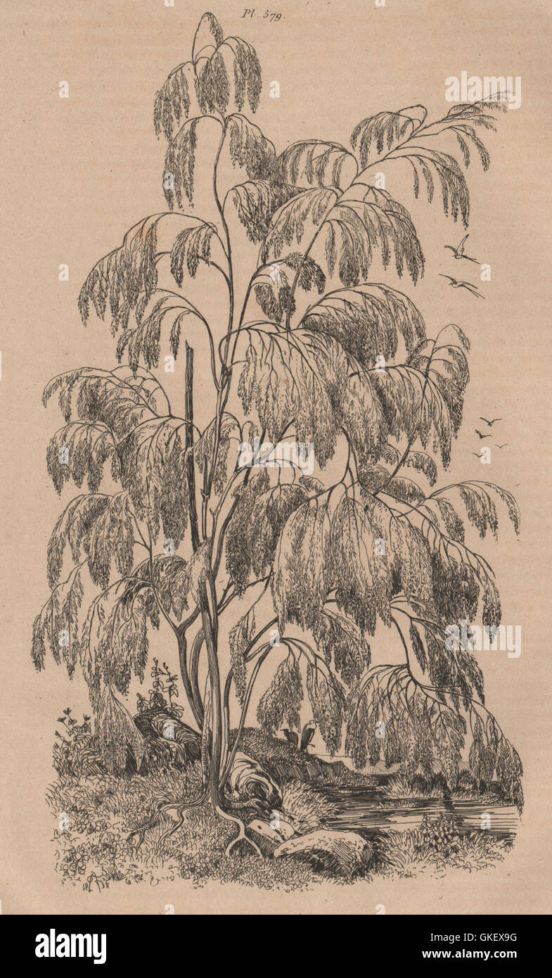 FLOWERING PLANTS: Plocama. Rubiaceae, antique print 1834 Stock Photo