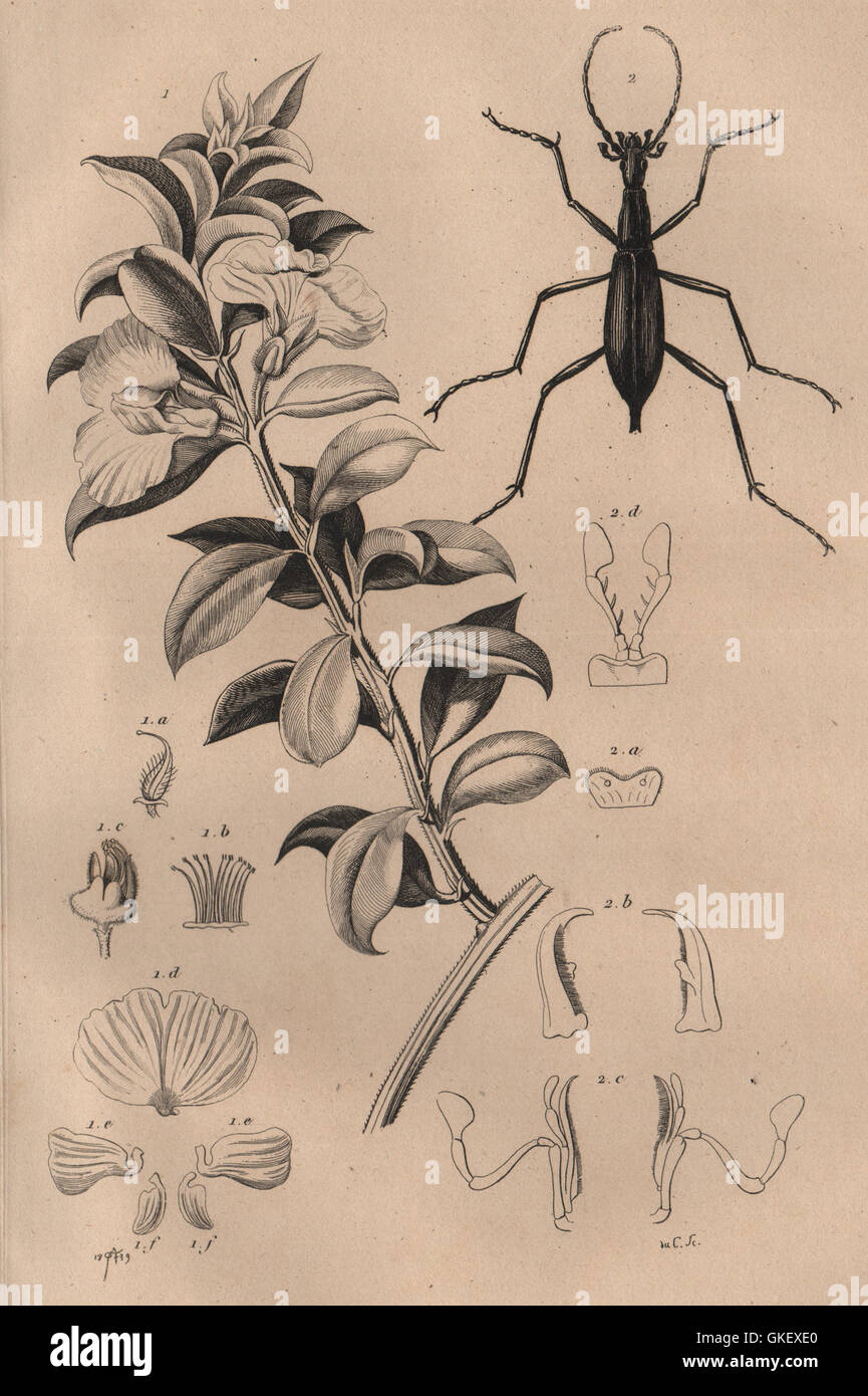 Podalyria sericea (Cape satin bush). Carabus blaptoides (ground beetle), 1834 Stock Photo