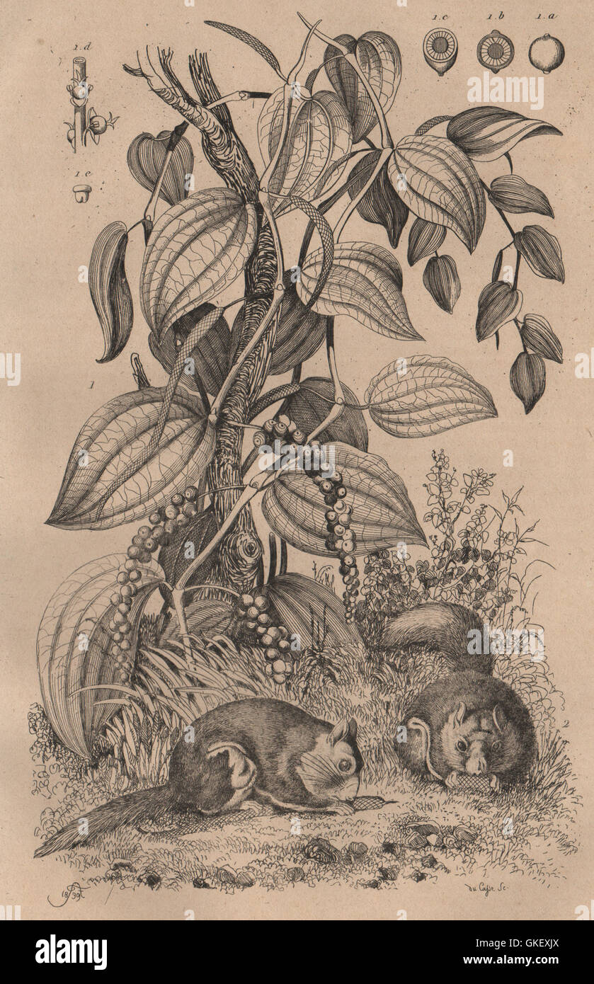 Poivrier (Pepper Plant). Polatouche (Flying Squirrel), antique print 1834 Stock Photo