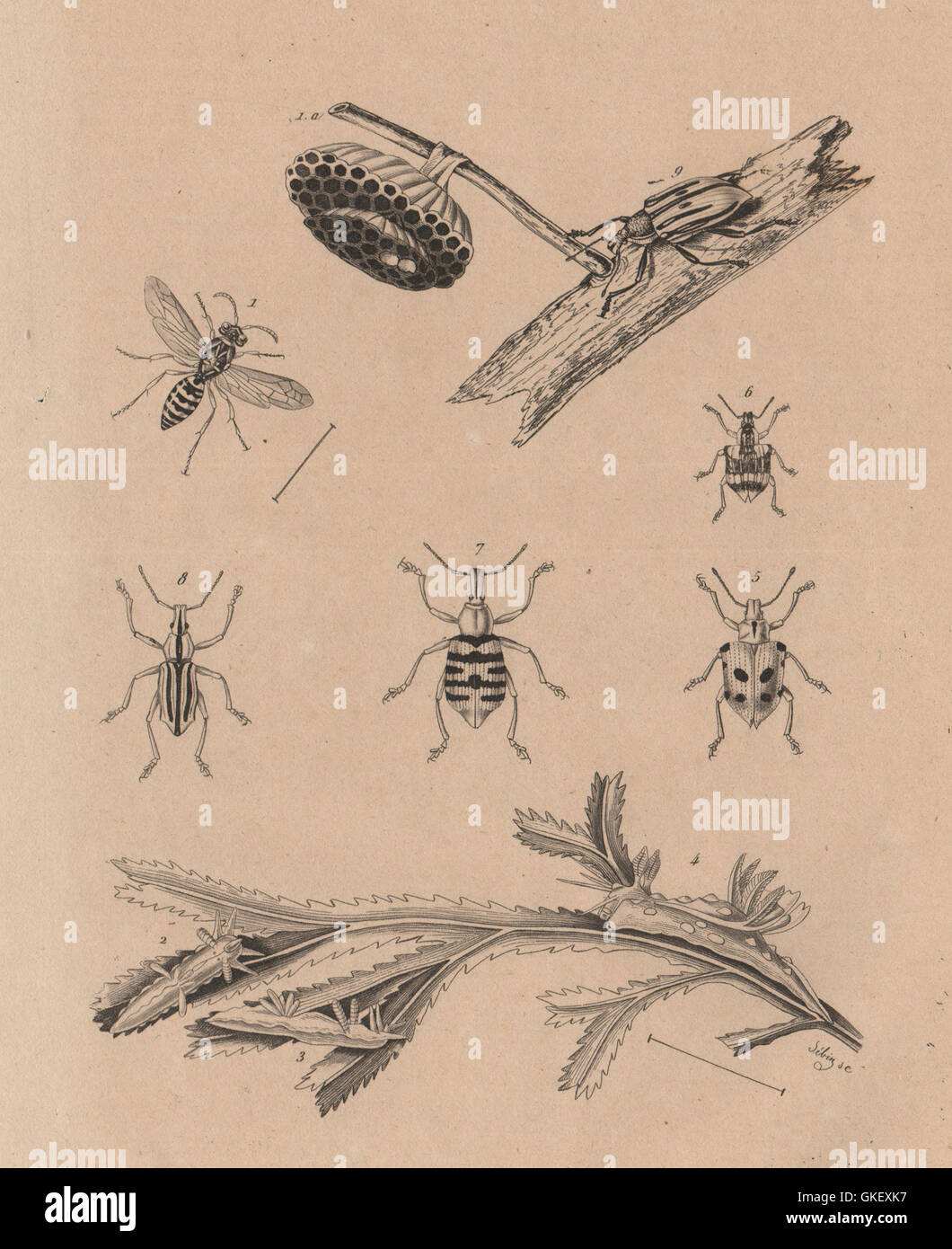 6 insects hi-res stock photography and images - Alamy