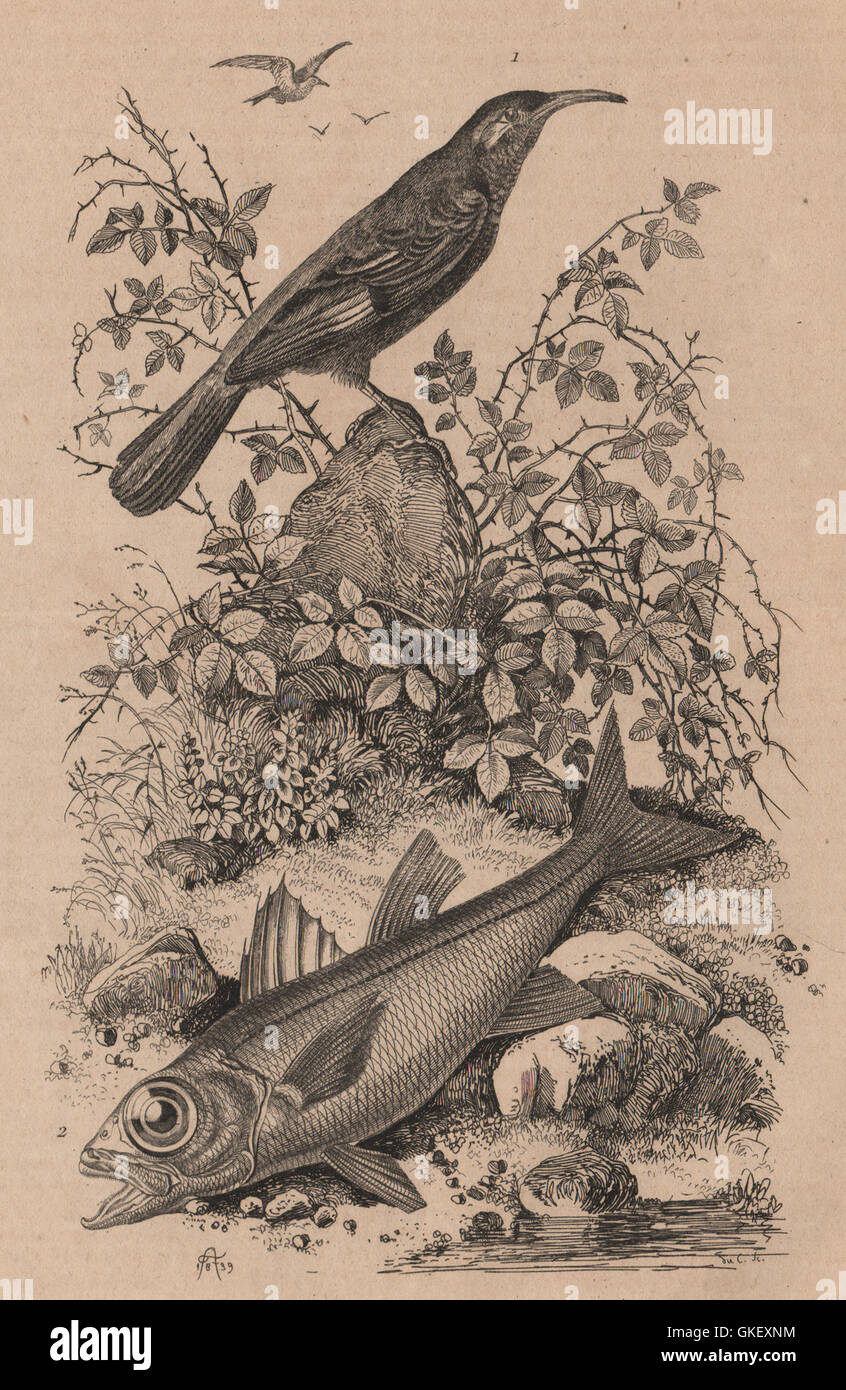 Pomathorin (Scimitar Babbler). Pomatomus (Bluefish), antique print 1834 Stock Photo