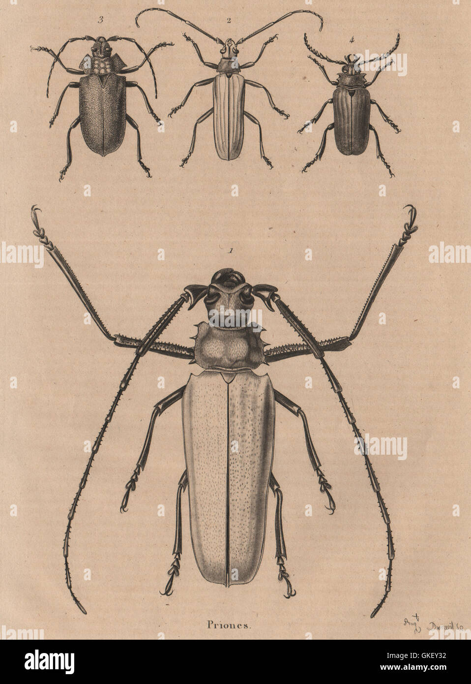 INSECTS: Prioninae (Long Horned Beetle). II, antique print 1834 Stock Photo