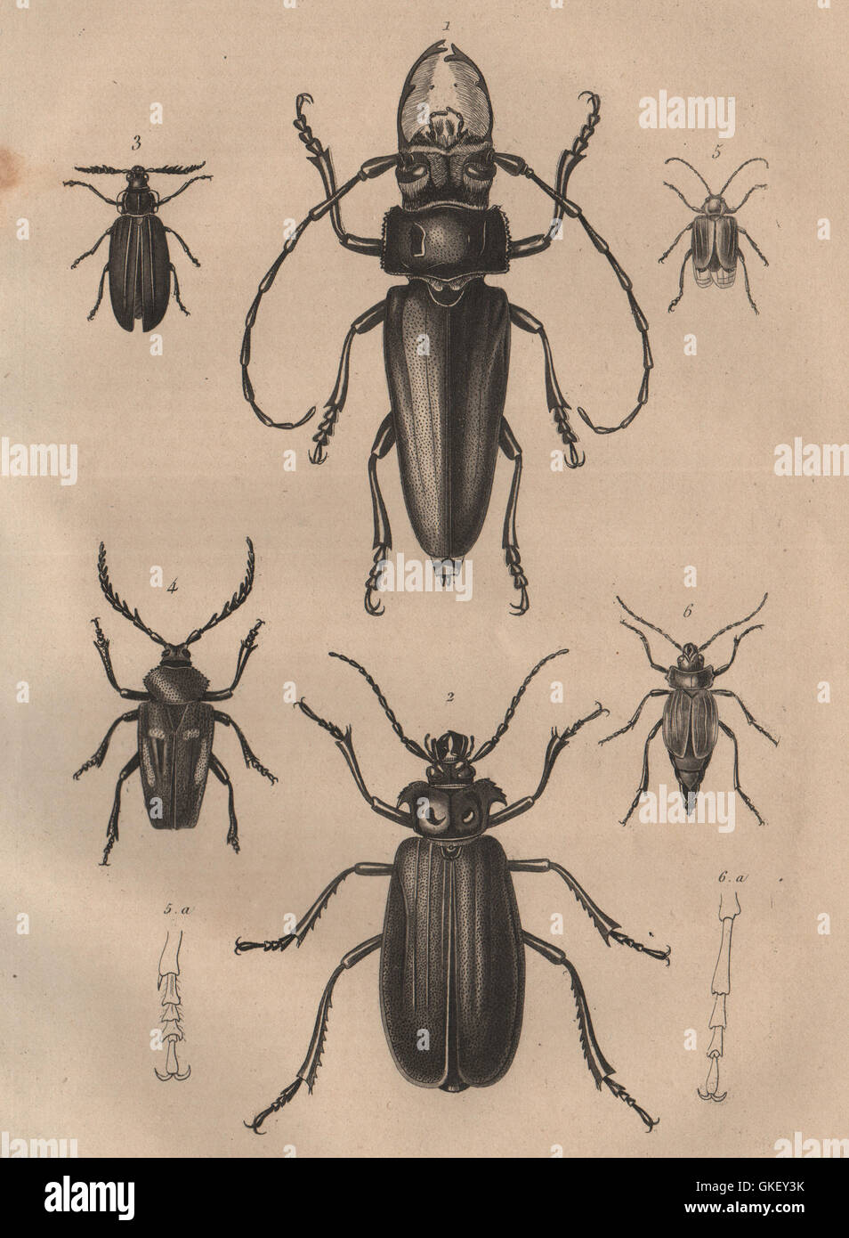 INSECTS: Prioninae (Long Horned Beetle). III, antique print 1834 Stock Photo