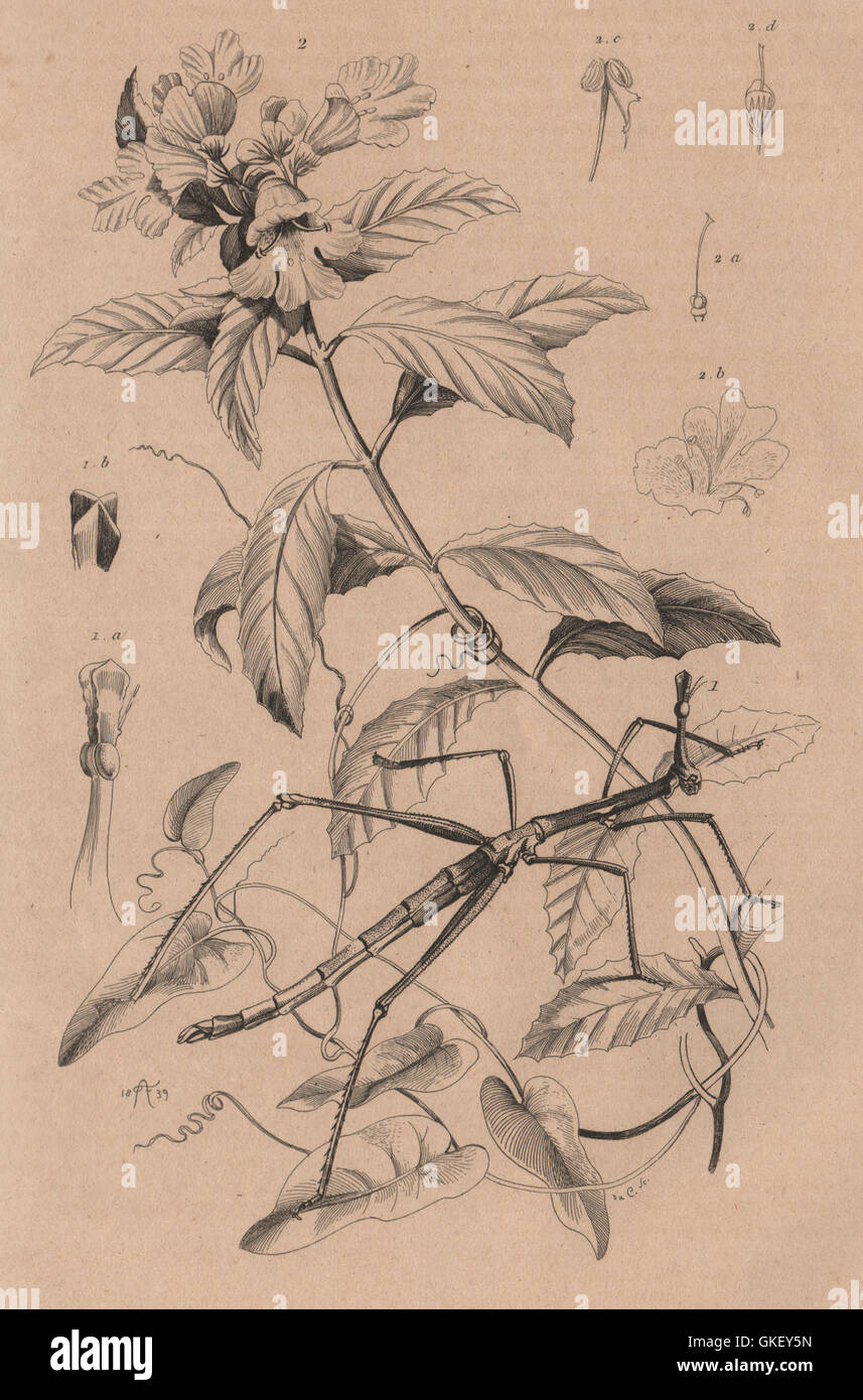 Proscopia (Horsehead Grasshopper). Prostanthera (Mintbush), antique print 1834 Stock Photo