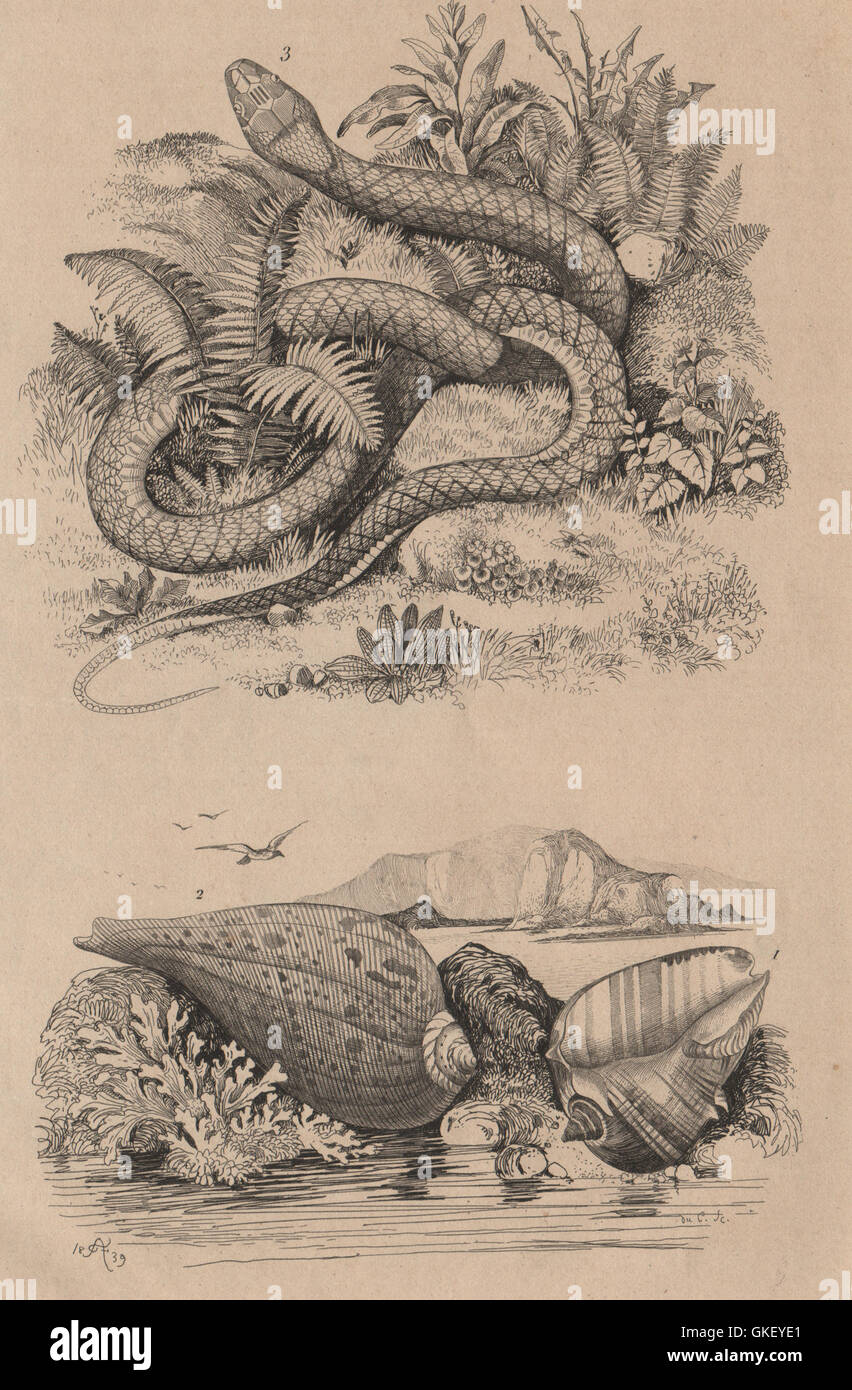 Pyrule (South Seas coral shell). Python, antique print 1834 Stock Photo ...