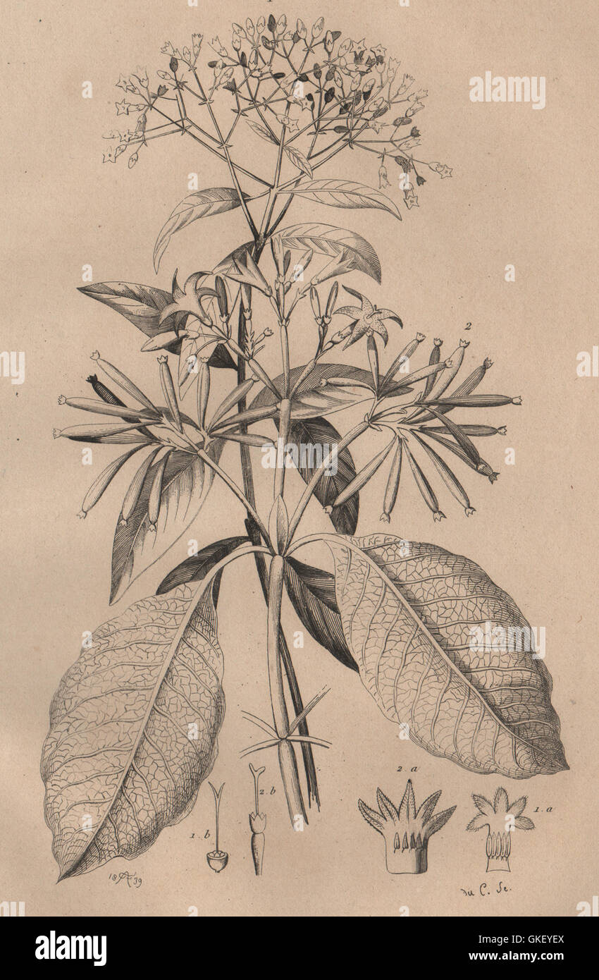 QUININE BARK TREE: Red & grey Quinquina (Cinchona), antique print 1834 Stock Photo
