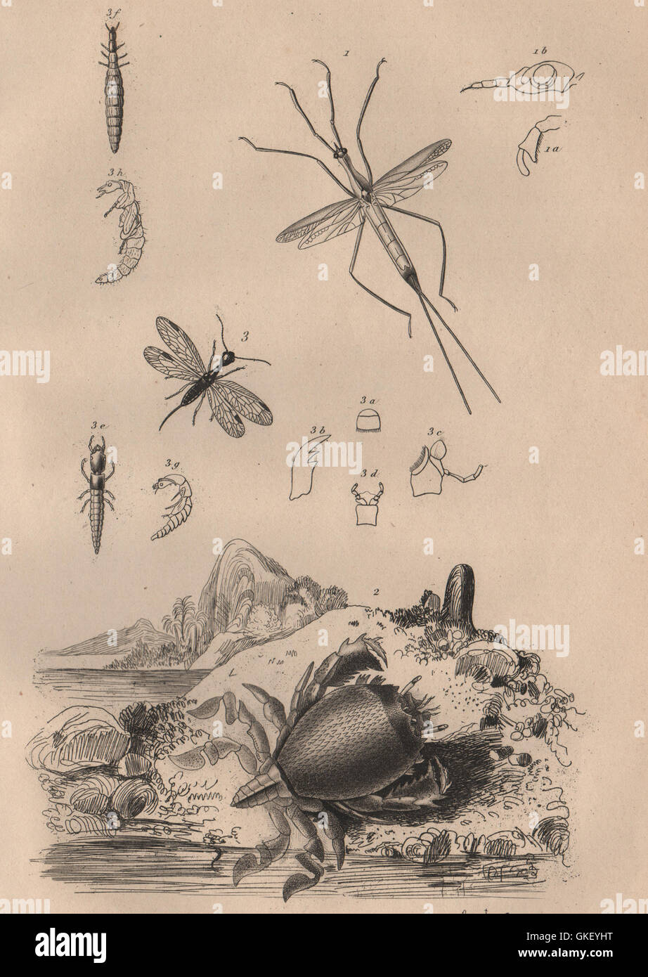 Ranatra bug. Ranina (spanner crab). Raphidioptera (snakeflies), old print 1834 Stock Photo