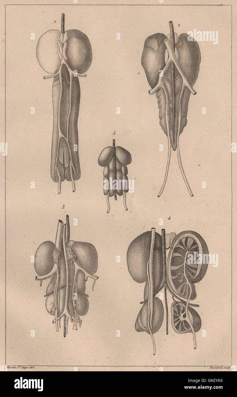 BIRD KIDNEYS: Grebe. Coot. Booted/Short-toed Snake Eagle. Swallow ...