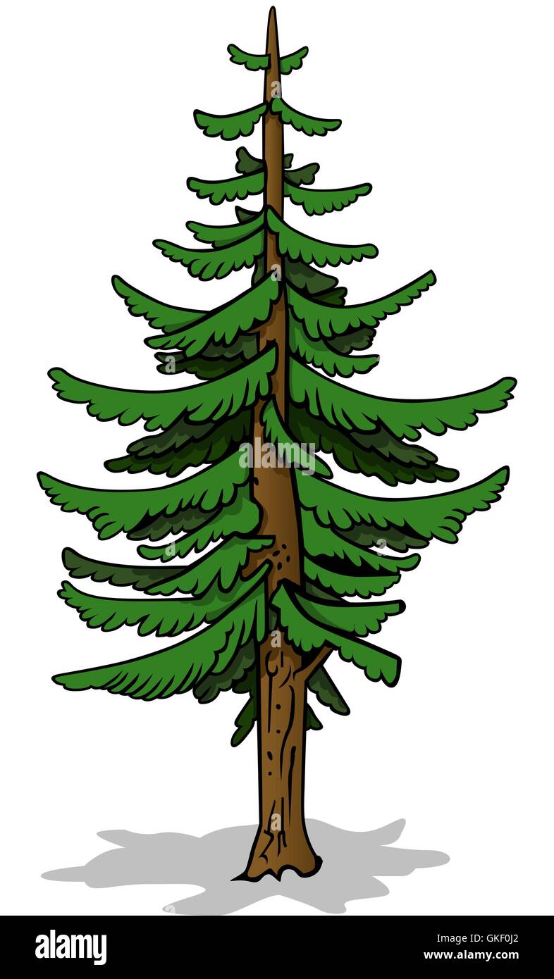 Coniferous Tree Stock Vector