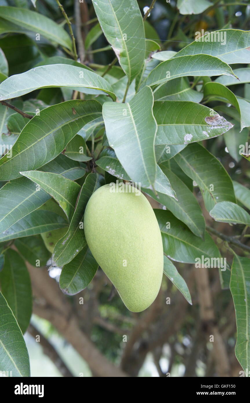 mango fruit Stock Photo Alamy