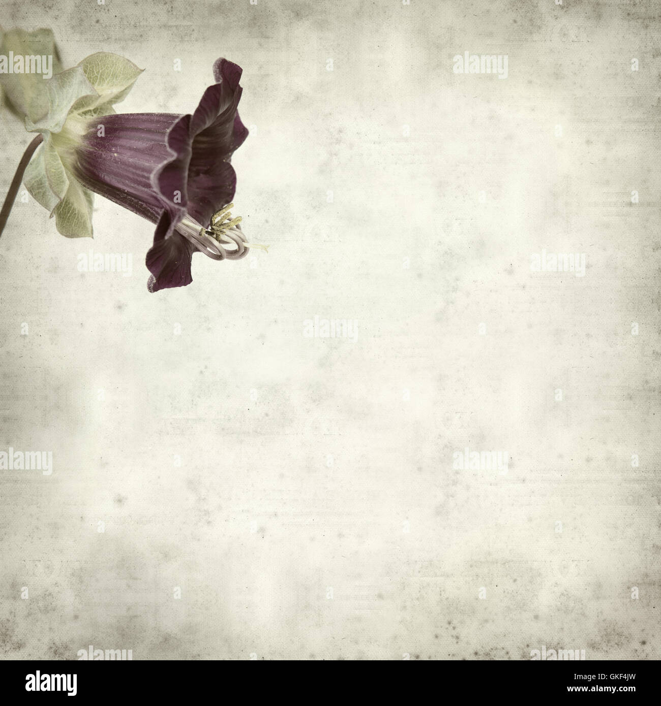 textured old paper background with purple flowers of Cobaea scandens Stock Photo