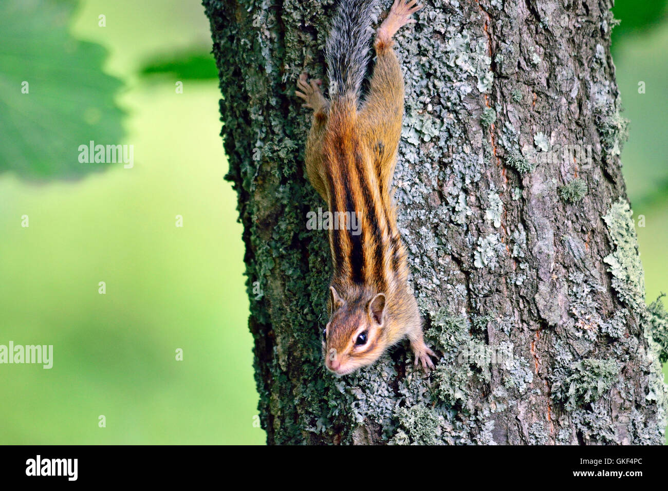 small chipmunk sitting on trunk tree closeup Stock Photo
