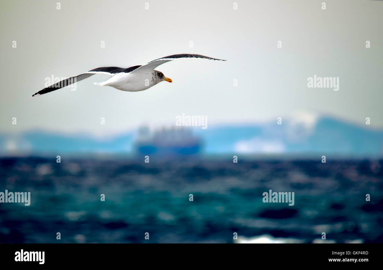 seagull in flight over the sea on a background of a cargo ship Stock Photo