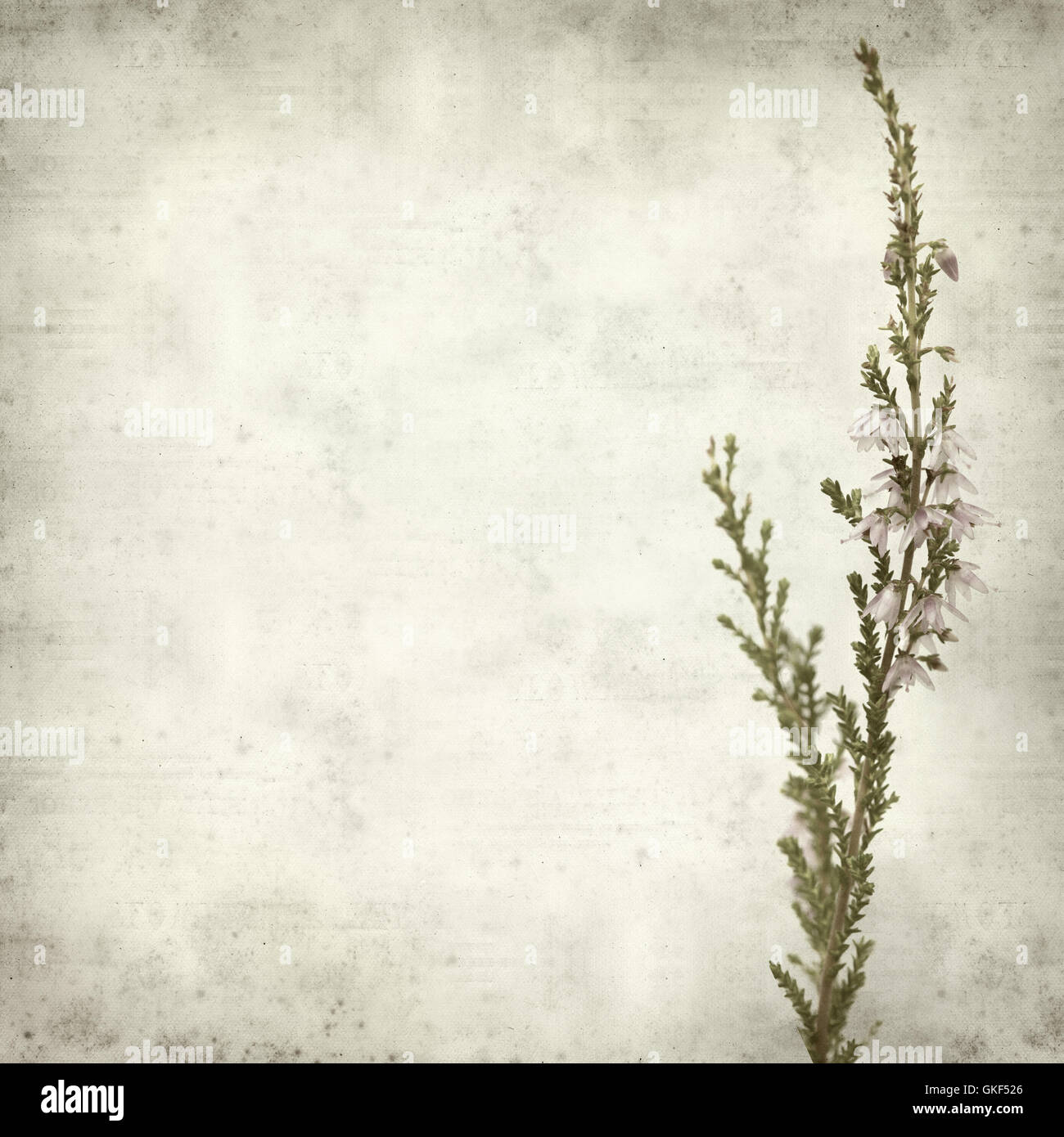 textured old paper background with pink heather flowers Stock Photo