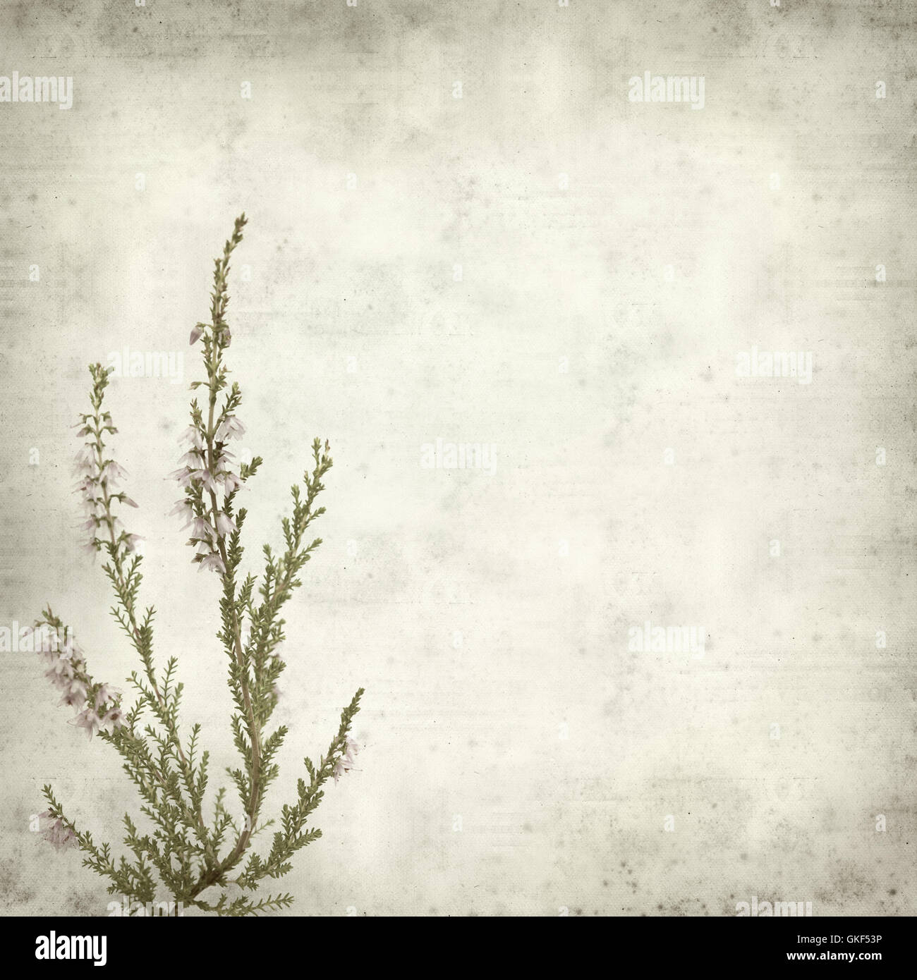 textured old paper background with pink heather flowers Stock Photo