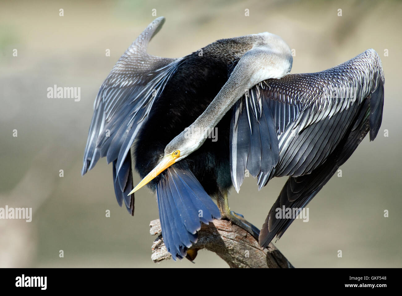 The image of Oriental darter ( Anhinga melanogaster) Keoladev national park, Bharatpur, India Stock Photo