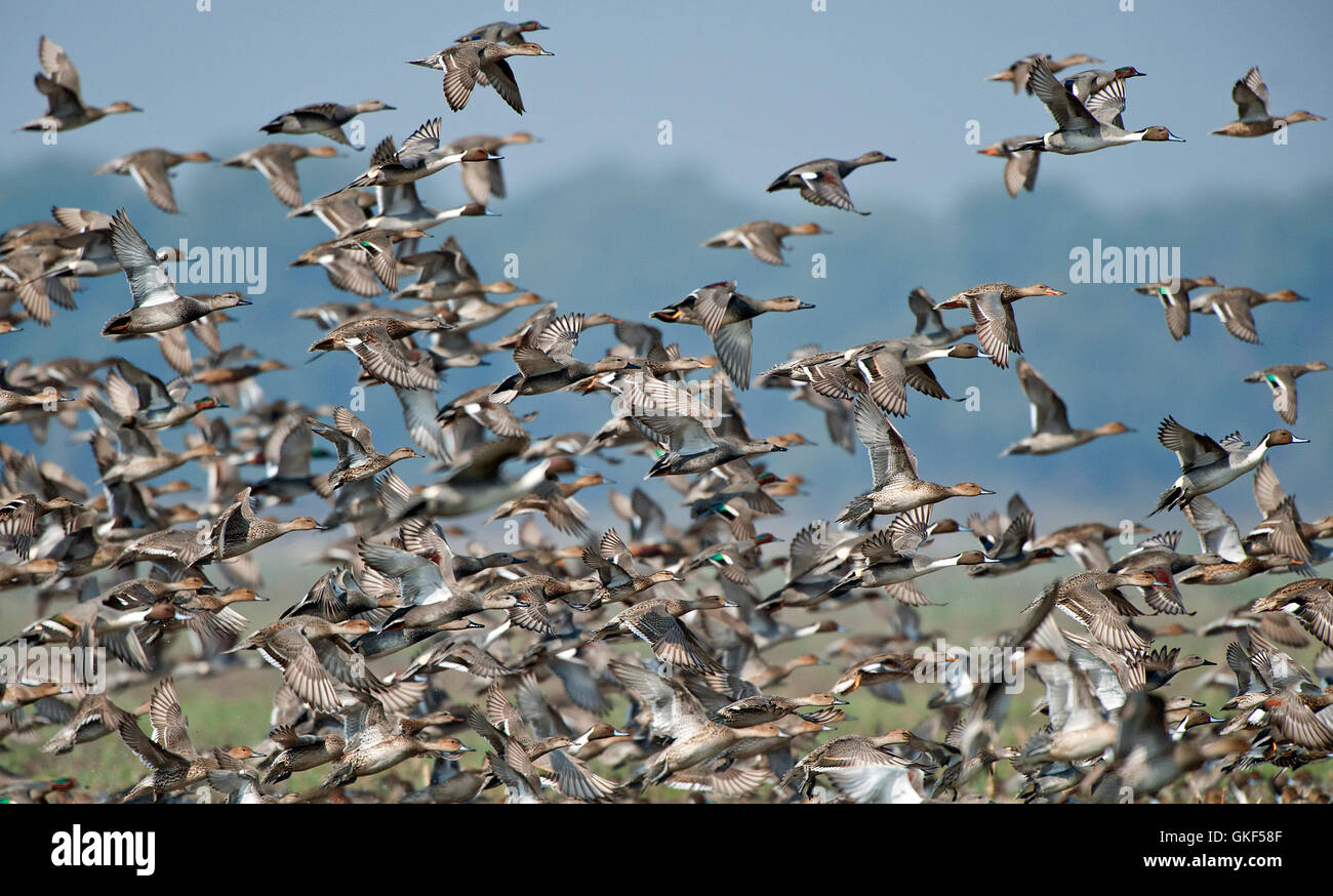 The image of Flock of mix ducks in Keoladev national park, Bharatpur, India Stock Photo