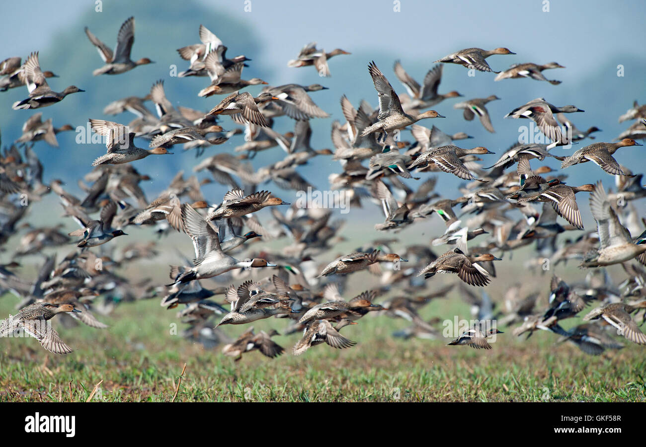 The image of Flock of mix ducks in Keoladev national park, Bharatpur, India Stock Photo