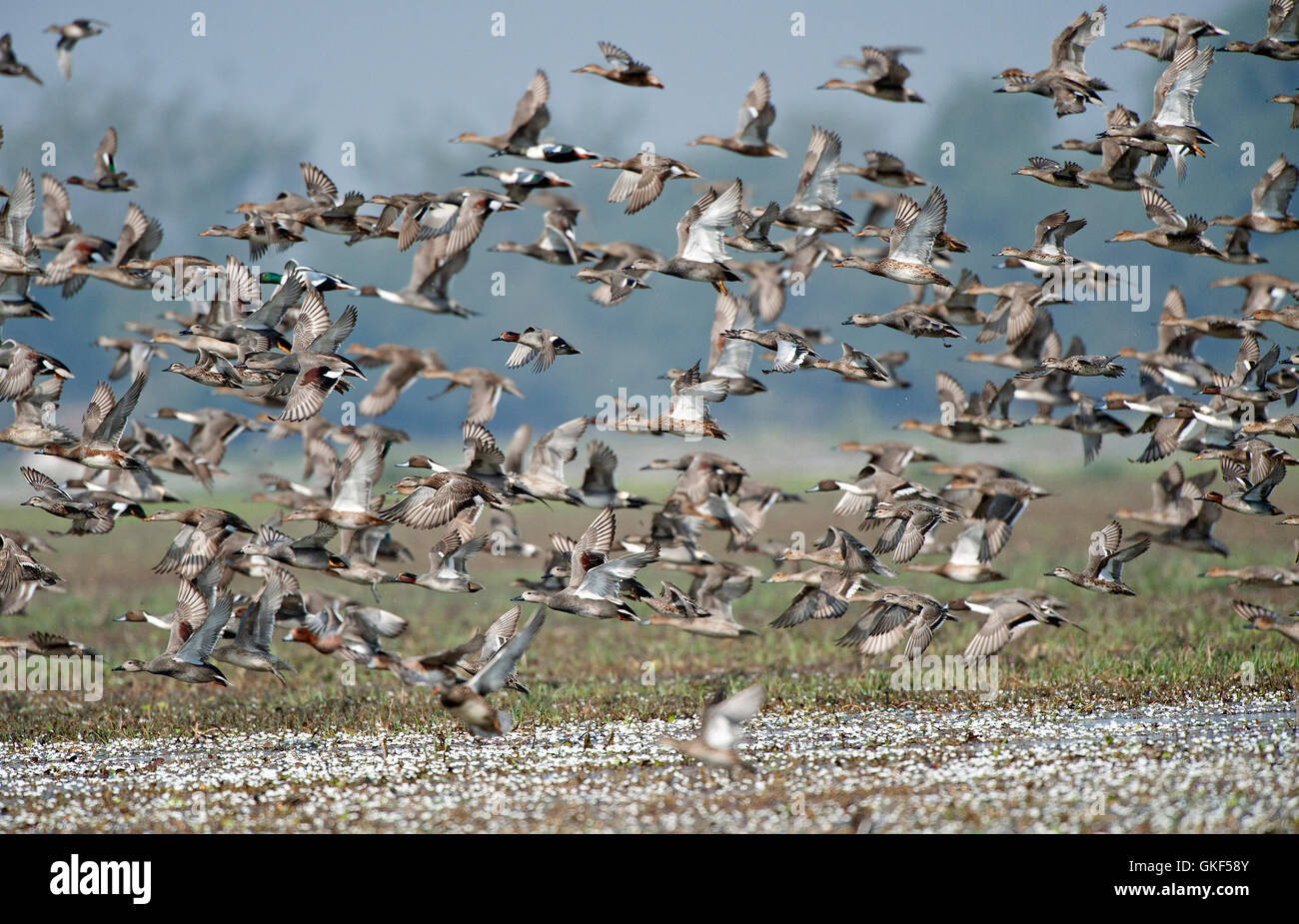 The image of Flock of mix wild ducks in Keoladev national park, Bharatpur, India Stock Photo